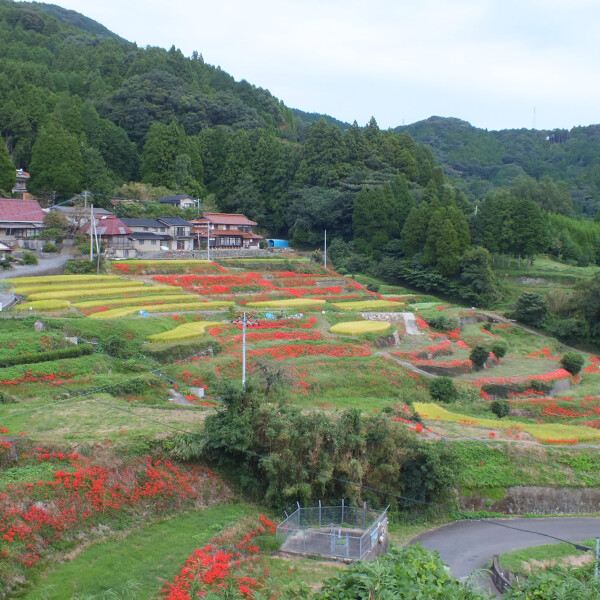 【ヒガンバナ】秋のお花スポット[佐賀県]