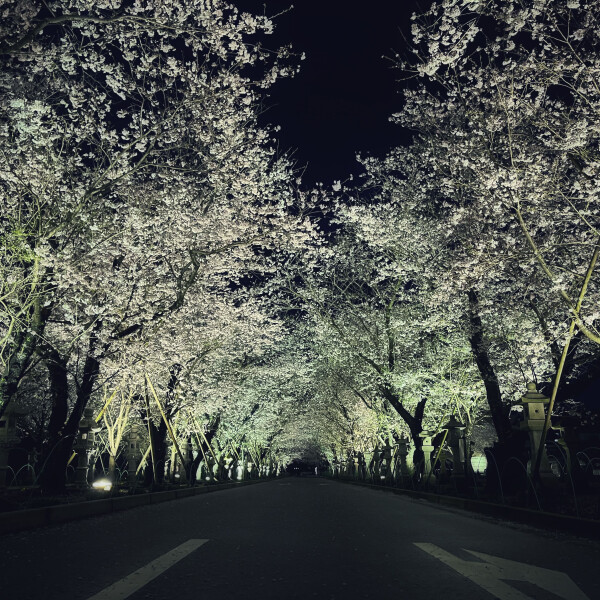 【お花スポット】知覧平和公園［鹿児島］