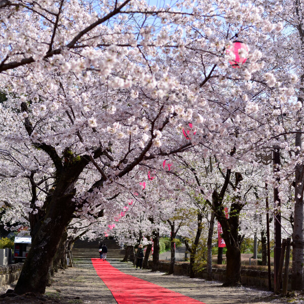 【お花スポット】桜の名所 菊池公園［熊本］