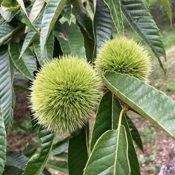 西日本一の生産量を誇る栗の産地山鹿へ行ってきました☆