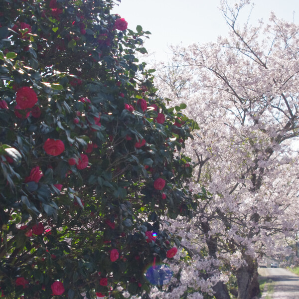 【大山公園のツバキと桜】お花スポット［長崎県］