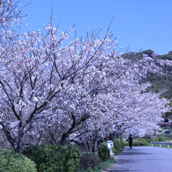 【お花スポット】小郡市桜スポット［福岡］